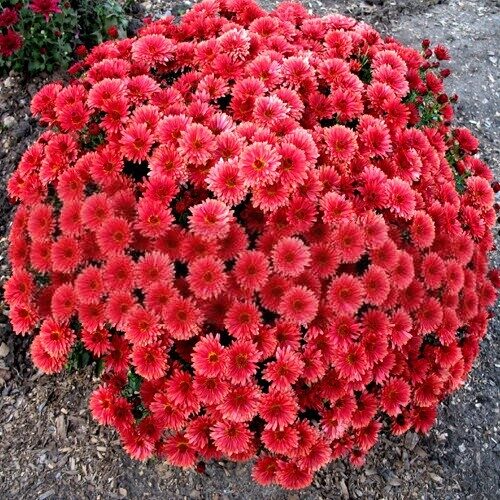 Krizantēma 'Coeur de Lorraine Bronze'